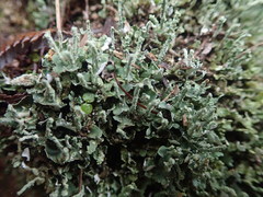 Cladonia praetermissa