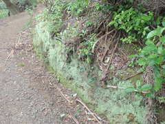 Cladonia praetermissa