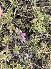 Thymus calcareus