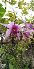 Laelia anceps