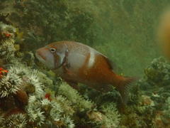 Chrysoblephus laticeps