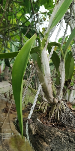 Image of Laelia anceps by (c) Tereso Hernández Morales, some rights reserved (CC BY)
