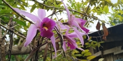 Laelia anceps