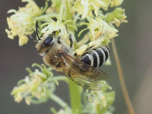 Reseda Cellophane Bee