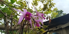 Laelia anceps