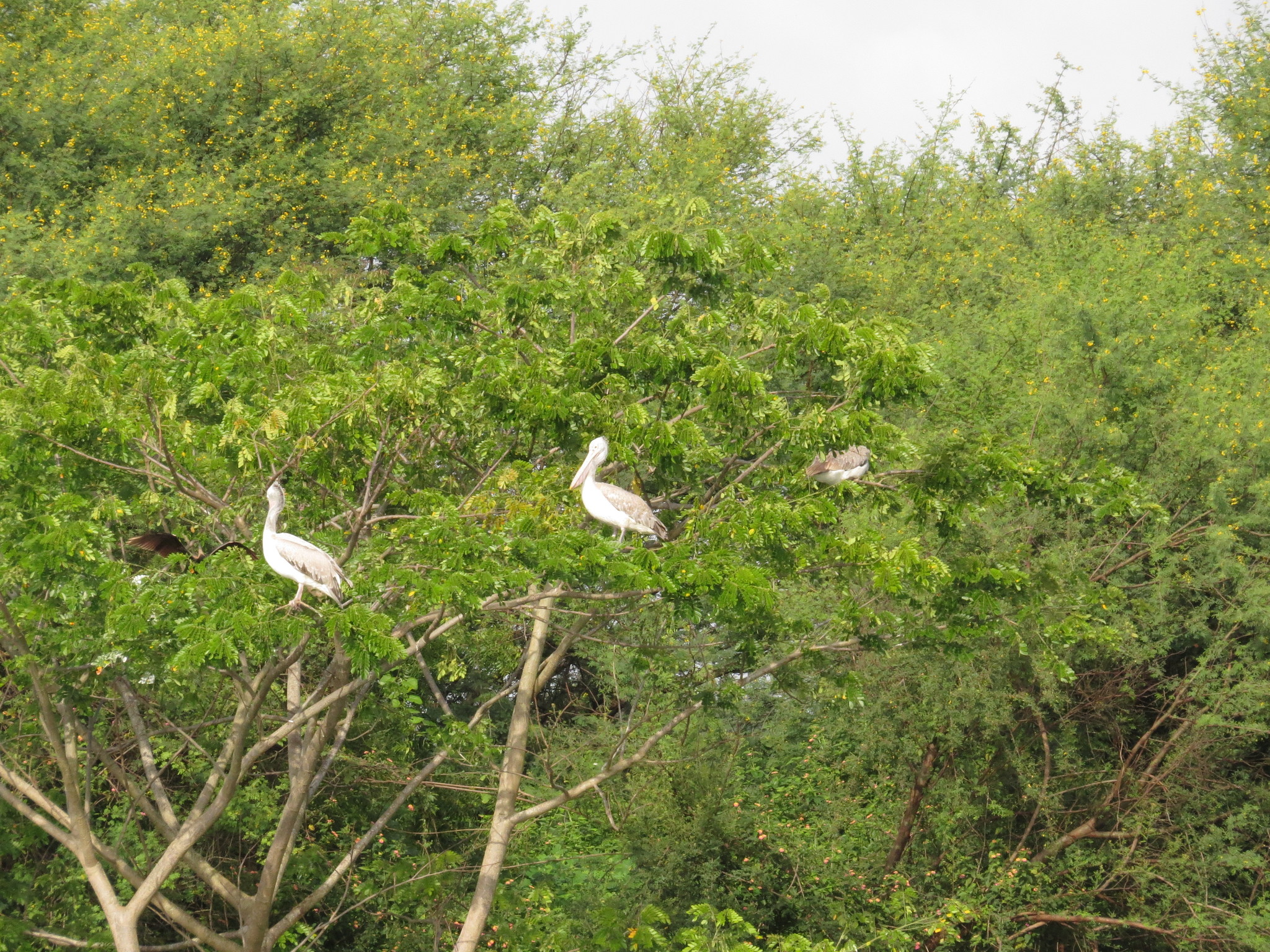 Spot-billed Pelican