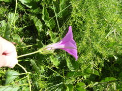 Ipomoea pellita
