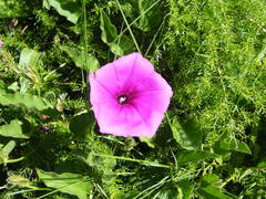 Ipomoea pellita