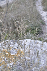 Marrubium peregrinum