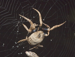 Poltys illepidus