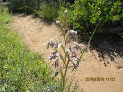 Gladiolus orchidiflorus