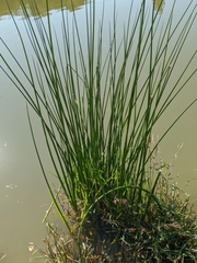 Schoenoplectus litoralis