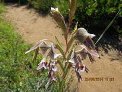 Gladiolus orchidiflorus