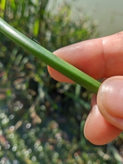 Schoenoplectus litoralis