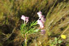 Erica mucronata