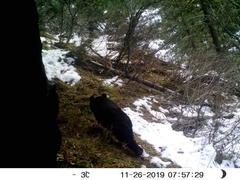 Ursus thibetanus laniger