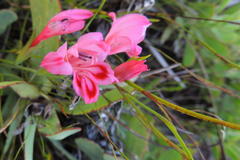 Gladiolus oreocharis