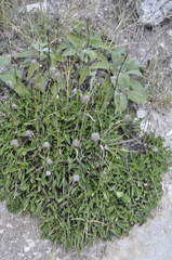 Globularia trichosantha