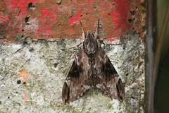 Psilogramma discistriga