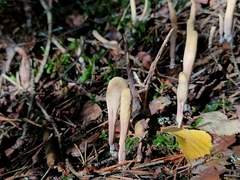 Clavariadelphus ligula