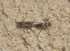 Anabarhynchus maritimus