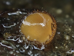 Scutellinia erinaceus