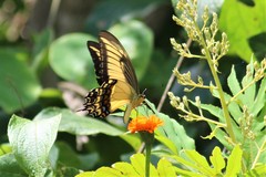Heraclides androgeus reyesorum
