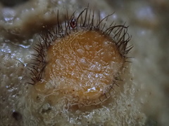 Scutellinia erinaceus