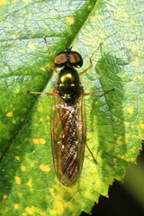 Sargus bipunctatus