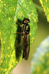 Sargus bipunctatus