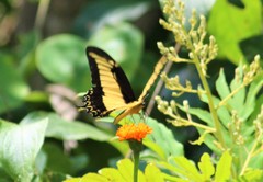 Heraclides androgeus reyesorum