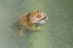 Limnonectes megastomias