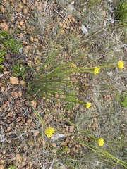 Glischrocaryon behrii