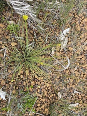 Glischrocaryon behrii