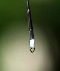 Ecchlorolestes nylephtha