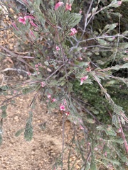 Adenanthos macropodianus
