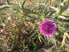 Cirsium eriophorum