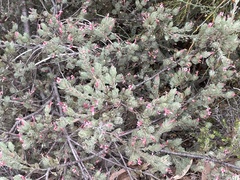 Adenanthos macropodianus