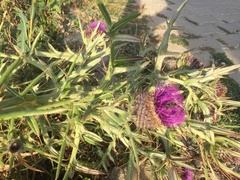 Cirsium eriophorum