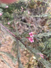 Adenanthos macropodianus