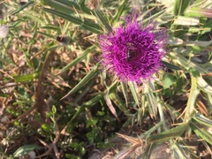 Cirsium eriophorum