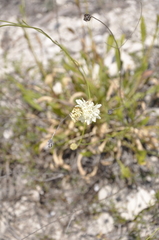 Cephalaria coriacea
