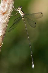 Ecchlorolestes nylephtha