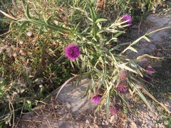 Cirsium eriophorum