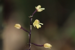 Aphyllorchis montana