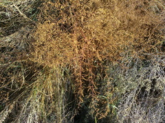Artemisia scoparia