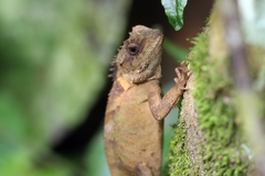 Acanthosaura cardamomensis