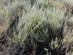 Artemisia taurica