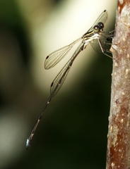 Ecchlorolestes nylephtha