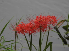Lycoris radiata